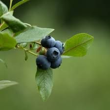 Vaccinium cor. 'Goldtraube 71' 70 VK2L