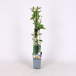 Vaccinium cor. 'Jersey' 70 VK2L