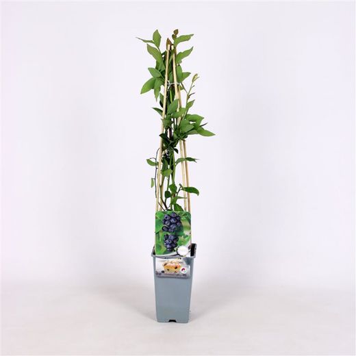 Vaccinium cor. 'Jersey' 70 VK2L