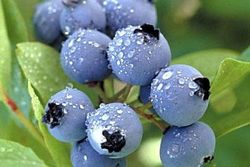 Vaccinium cor. 'Jersey' 70 VK2L