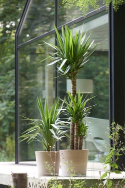 Yucca 2 Troncos C-18 Tr. 60-30