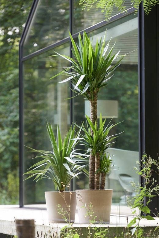 Yucca 2 Troncos C-18 Tr. 60-30