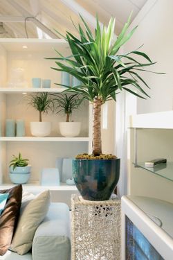 Yucca 2 Troncos C-18 Tr. 60-30