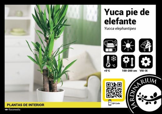 Yucca 3 toncos c-24 troncos  90-60-30